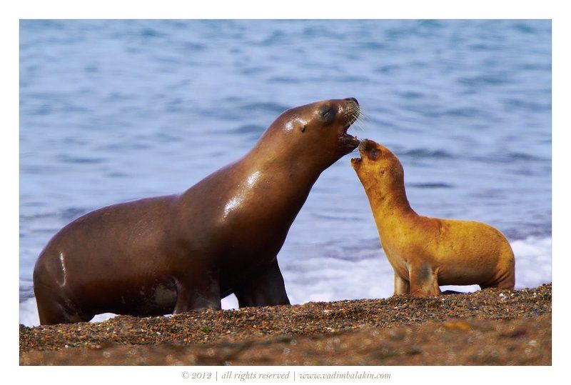 аргентина, мосркой лев Распевка фото превью
