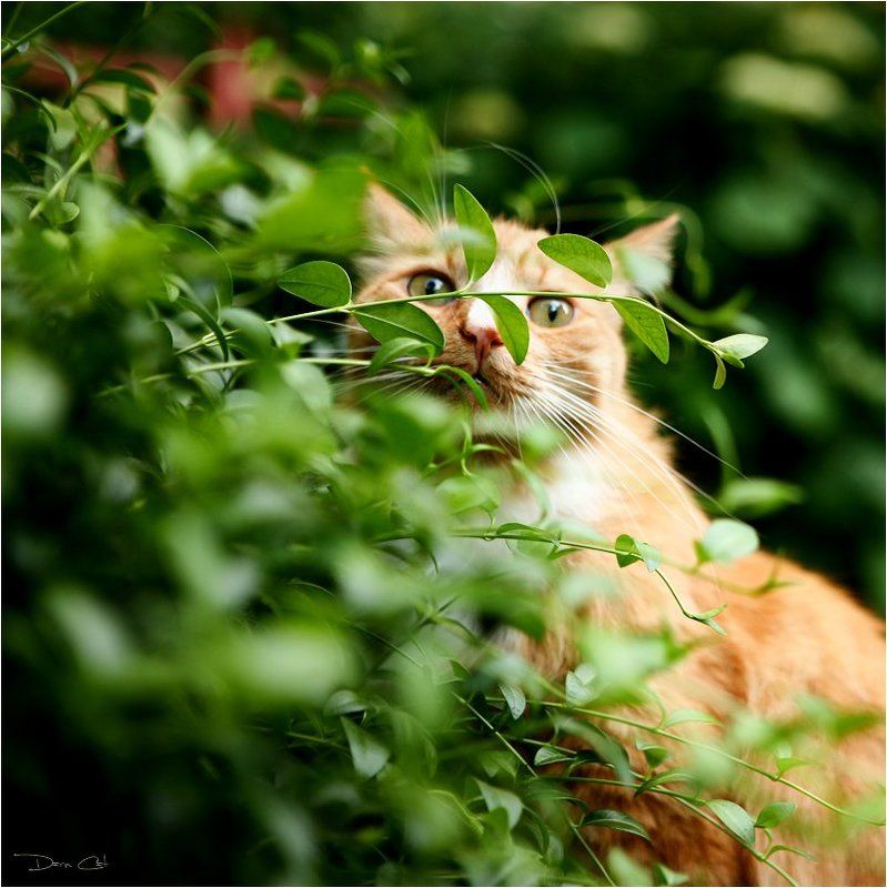 кот, прятки, здесь, никого, нет КотоПрятки или здесь никого нет!photo preview