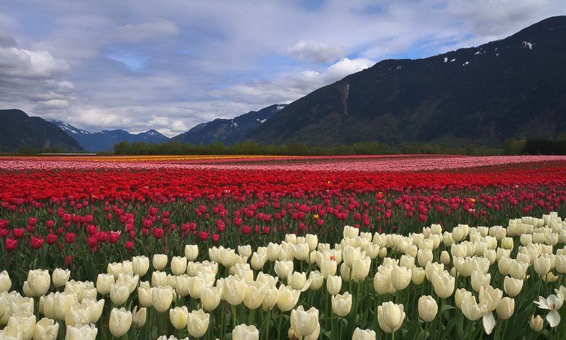 Зайдите на цветы взглянуть...photo preview