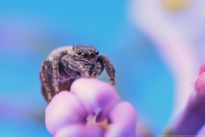 макро, паук ***photo preview