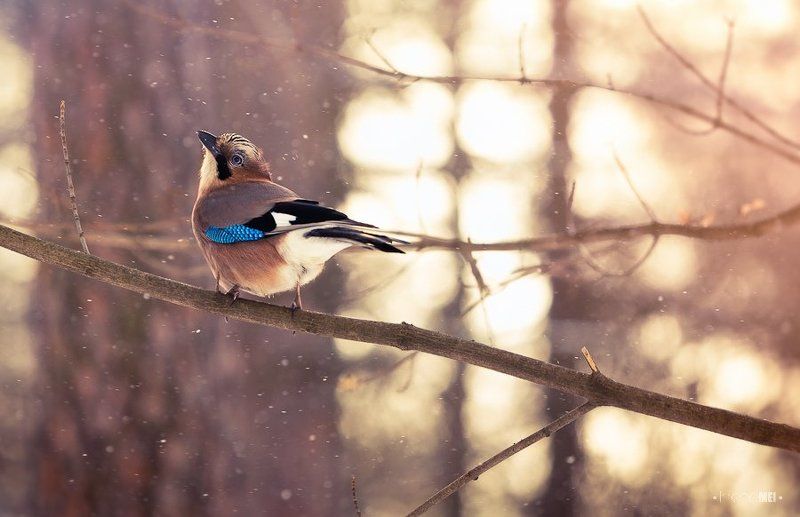 light, bokeh, bird, canon, nature, tree, animals, jay Morning Lightphoto preview
