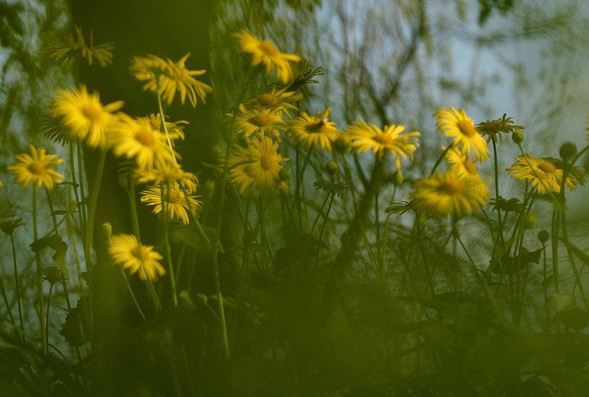 , Александр
