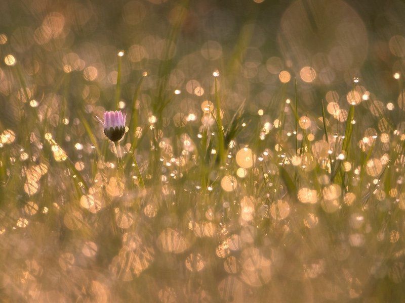 В утренней росеphoto preview