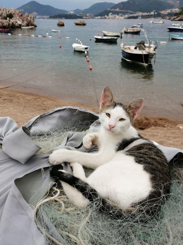 cat  Montenegro catphoto preview