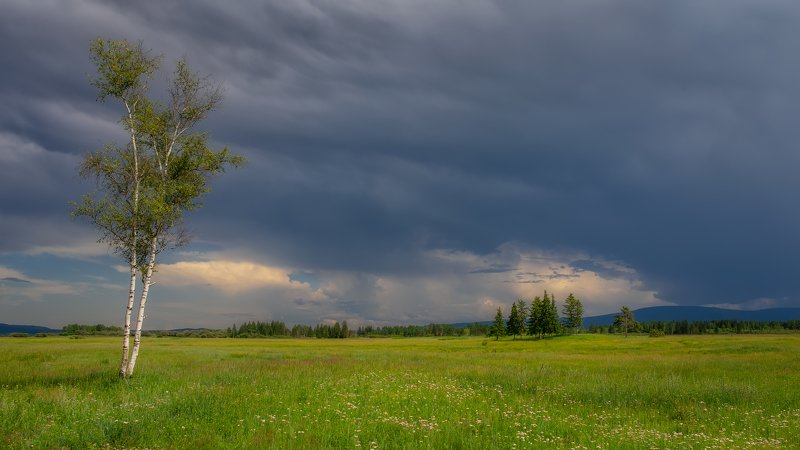 лето грозовыеоблака поле березки Сестрёнкиphoto preview