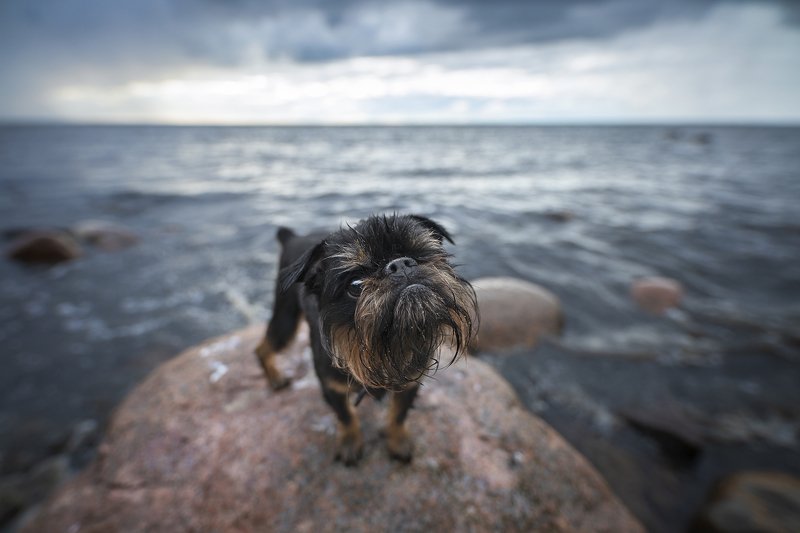 dog, griffon Filjaphoto preview