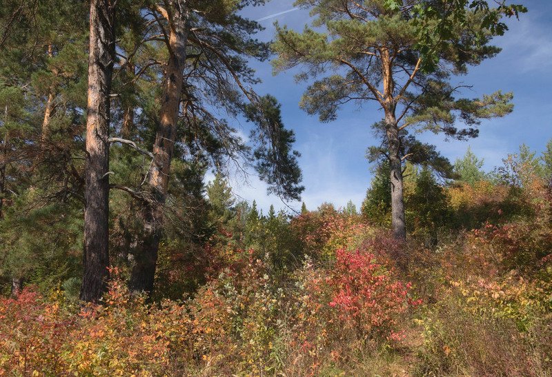 лес сосны деревья краски осень небо Уголок осеннего склонаphoto preview