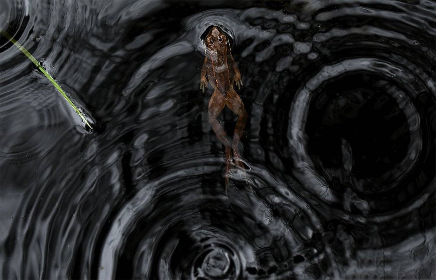 ***. Автор: Иваненко Светлана , Иваненко Светлана