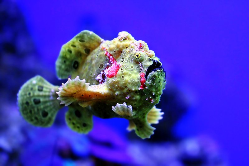 рыба, рыбка, рыбы, рыбки, удильщики, fishes, frogfish, underwater, antennariidae, lophiiformes Вот это макияж!...photo preview