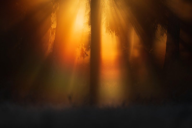 Forest lights фото превью