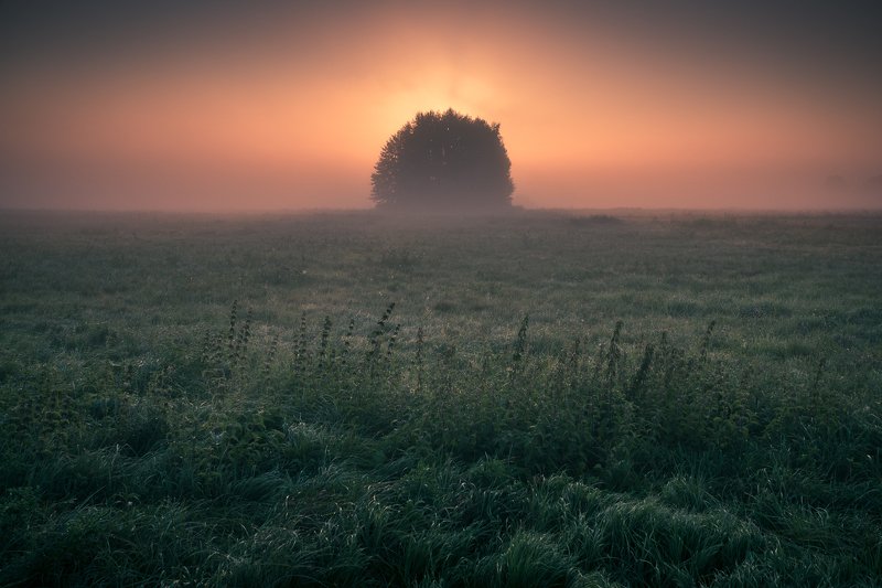 morning, sunrise, tree, meadow, foggy, sun, grass, minimalism, nature, landscape, A new day is waking upphoto preview