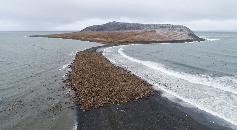 чукотка арктика море морж тихоокеанский моржи лежбище коса Бархатный сезон начался...photo preview