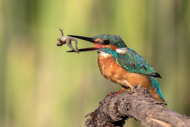 ПётрРогов,фотограф,орнитология,Израиль,фотоохота,canon5dmarkiii,canon600mmf4,birds,ornitology,nature,Israel,дикаяприрода,kingfisher,wildnature,Иерусалим,Jerusalem,wildnaturephotography,обыкновенныйзимородок,зимородок Зимородок обыкновенный с добычей photo preview