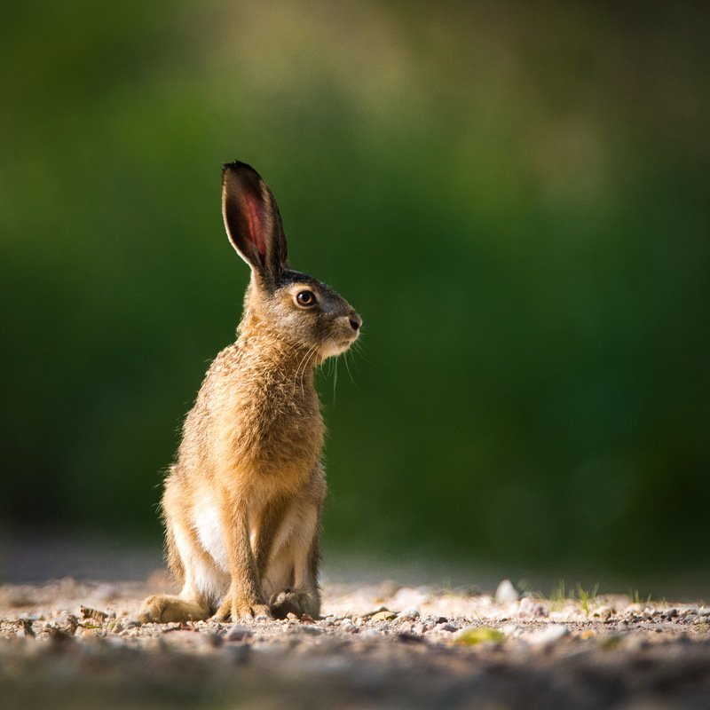 Солнечный зайчикphoto preview