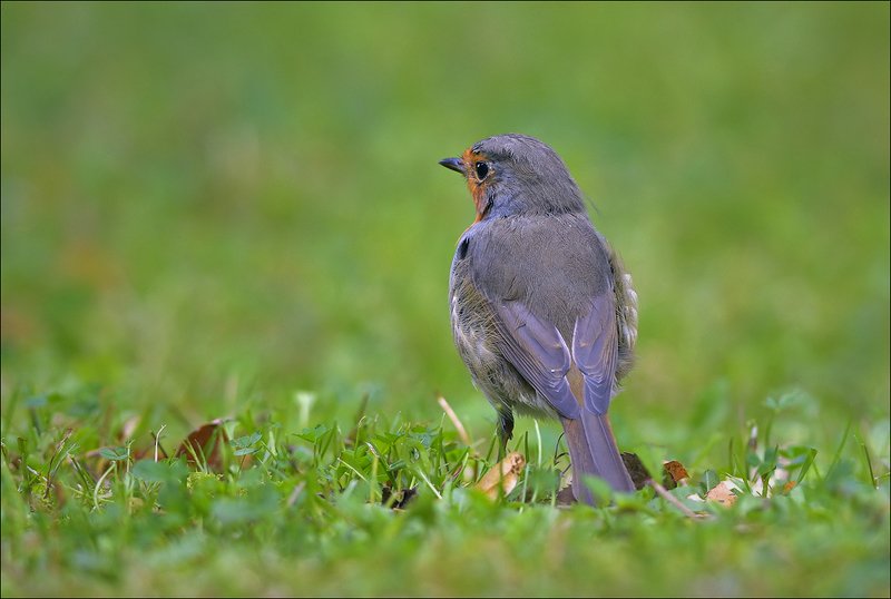 зарянка, малиновка ***photo preview