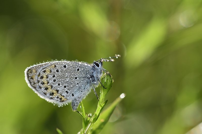 бабочка  butterfly бабочкаphoto preview