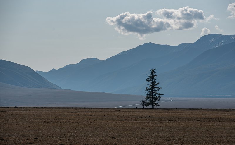 в Курайской степиphoto preview
