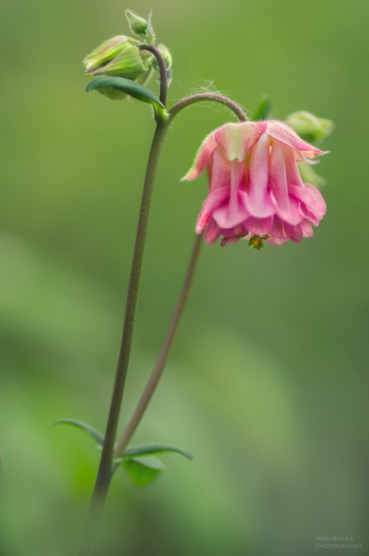 цветы, природа, макро, аквилегия, нигелла, клевер подборка с цветамиphoto preview