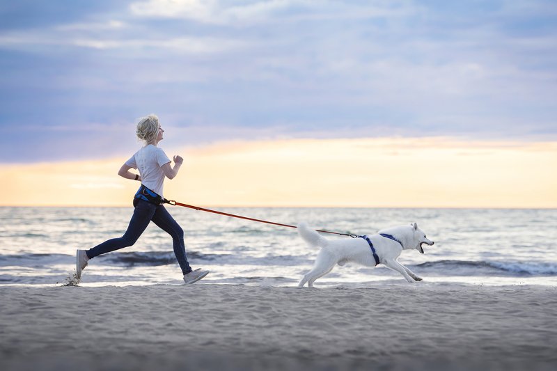 husky, dog, running Life is beautiful!photo preview