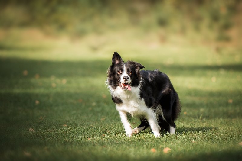 бордер колли, собаки, животные Пеппиphoto preview