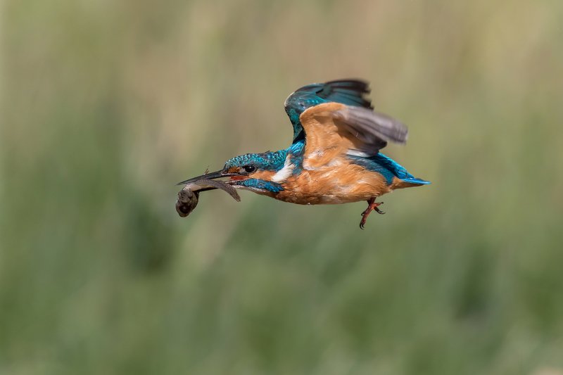 ПётрРогов,фотограф,орнитология,Израиль,фотоохота,canon5dmarkiii,canon600mmf4,birds,ornitology,nature,Israel,дикаяприрода,kingfisher,wildnature,Иерусалим,Jerusalem,wildnaturephotography,обыкновенныйзимородок,зимородок Зимородок обыкновенный с добычей photo preview