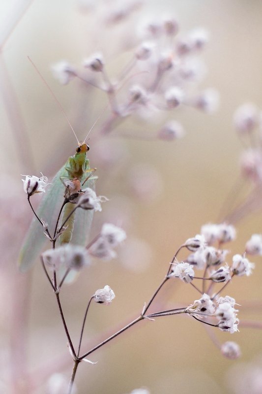 Златоглазкаphoto preview