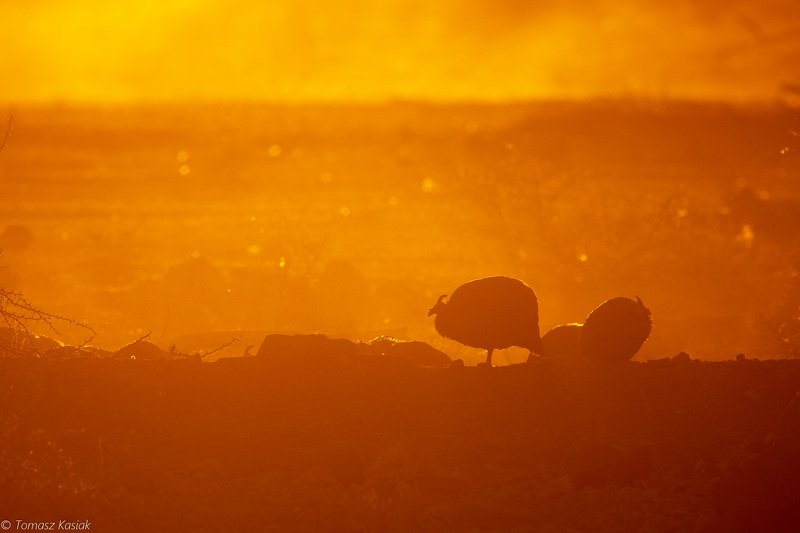 erongo, namibia Chickensphoto preview