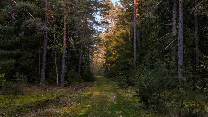 Лес, сосны, сентябрь, день, дорога Лес фото превью