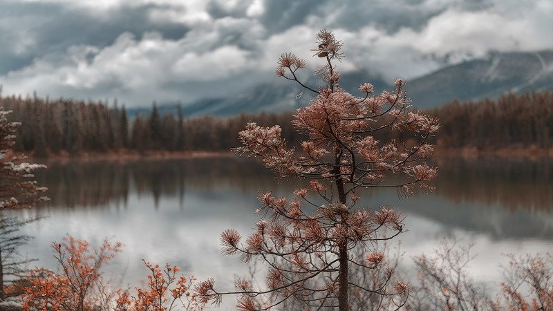alberta, canada, lake, mountains, @1pro.photo Все дышит осеньюphoto preview
