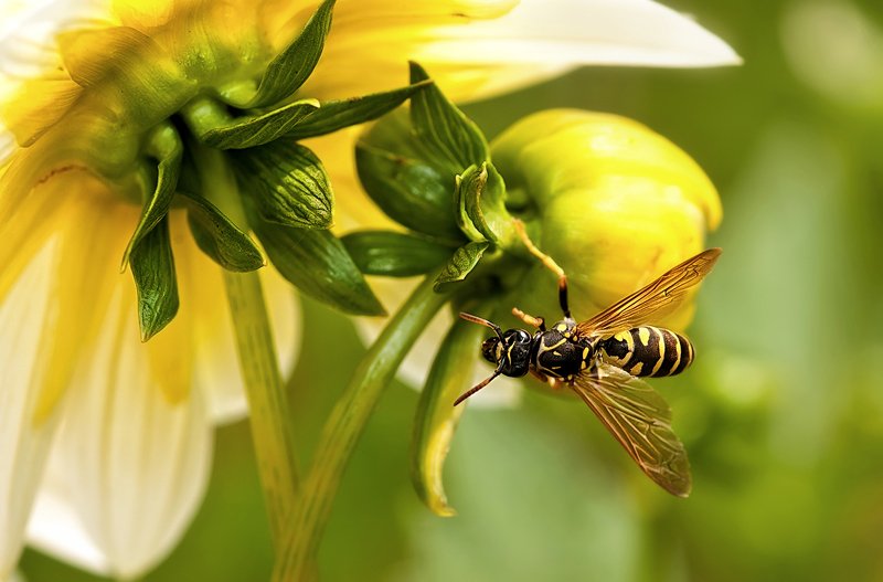 макро * * *photo preview