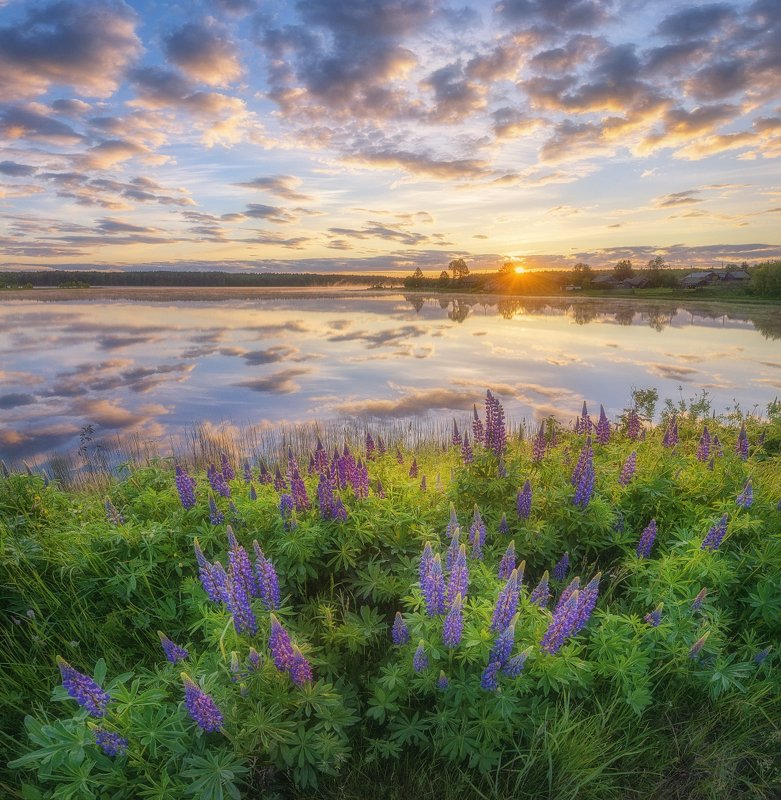 Рассвет и люпиныphoto preview
