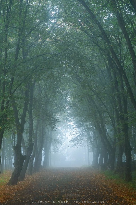 #landscape, #nature, #scenery, #forest, #wood, #autumn, #mist, #misty, #fog, #foggy, #river, #waterfall, #longexposure, #mountain, #vitosha, #bulgari, #aтуман, #лес, #oсень photo preview