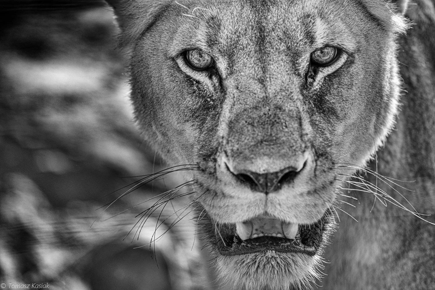 котенок. Автор: Tom , Tom