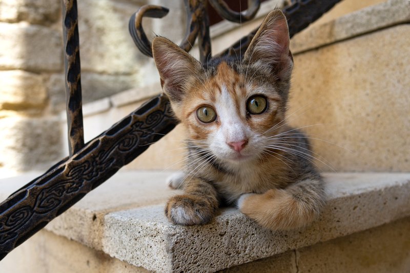 Глазастый photo preview