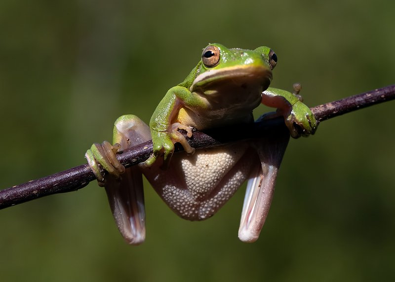 макро, квакша, лягушка, frog,  macro Frog. Зеленая североамериканская квакшаphoto preview