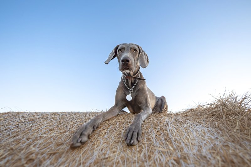 weimaraner, dog Ginaphoto preview