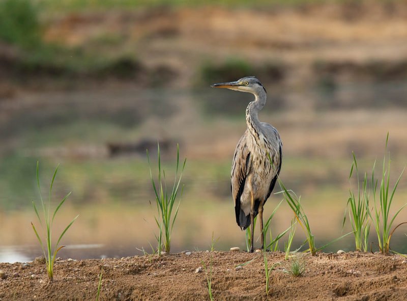 серая цапля, птицы, Серая хищницаphoto preview