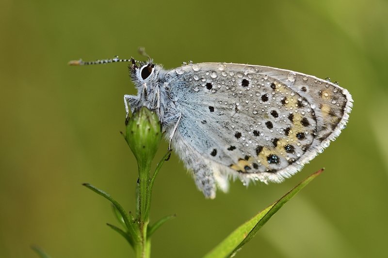 бабочка  butterfly бабочкаphoto preview