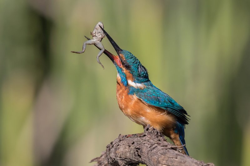 ПётрРогов,фотограф,орнитология,Израиль,фотоохота,canon5dmarkiii,canon600mmf4,birds,ornitology,nature,Israel,дикаяприрода,kingfisher,wildnature,Иерусалим,Jerusalem,wildnaturephotography,обыкновенныйзимородок,зимородок Зимородок обыкновенный с добычей photo preview