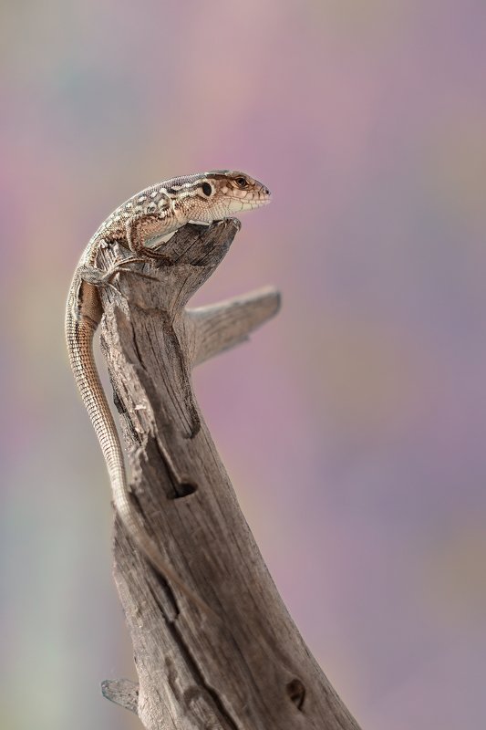 Царь горыphoto preview