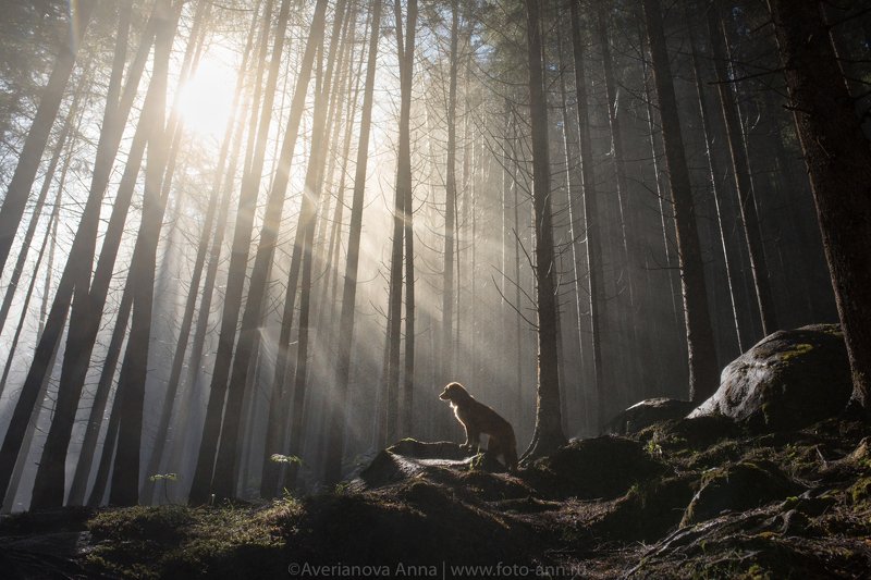 собака, туман, лес утро в лесуphoto preview