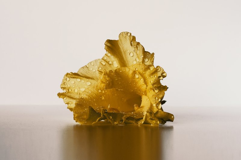 Flower shellphoto preview