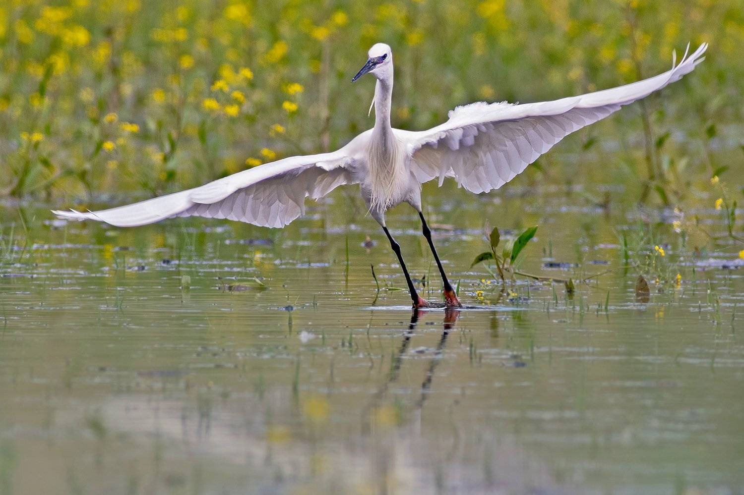 , Евгени Стефанов