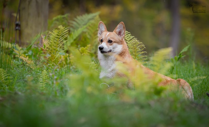 вельш корги пемброк, корги, собака Лесная Шантиphoto preview