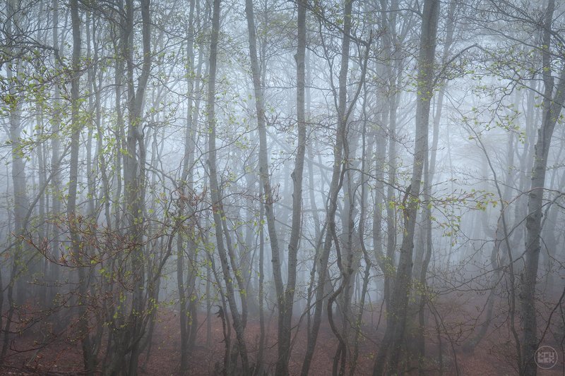 черногория, ловчен, туман, лес Затаивший дыхание лесphoto preview