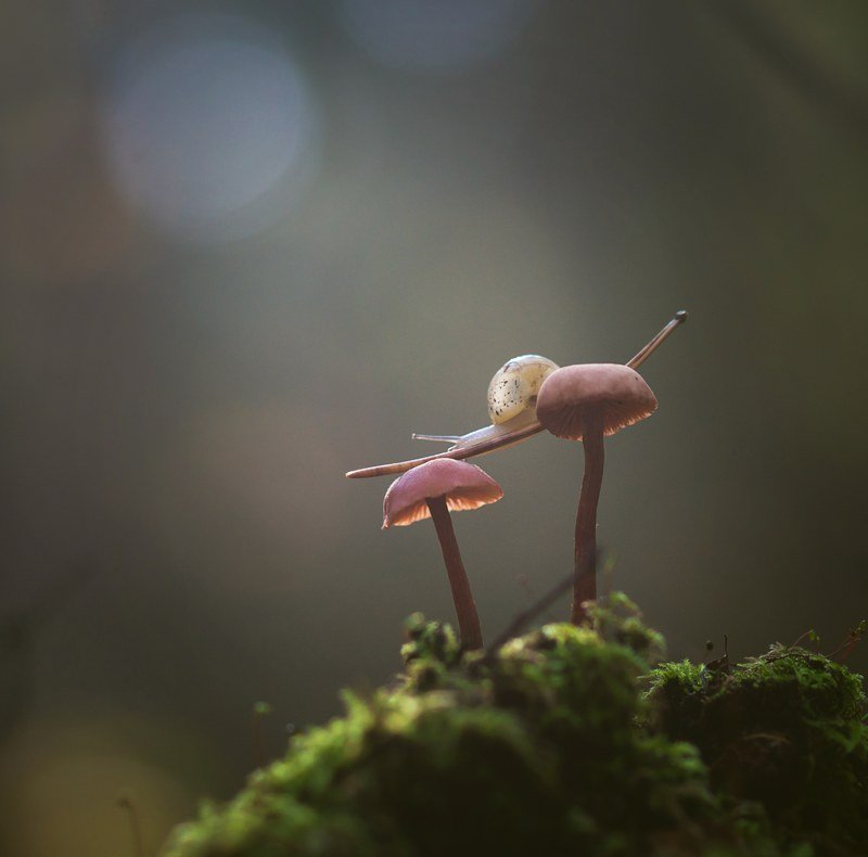 улитка, лес, волшебство, грибы, мох Внимание! Опасный номер! :)photo preview