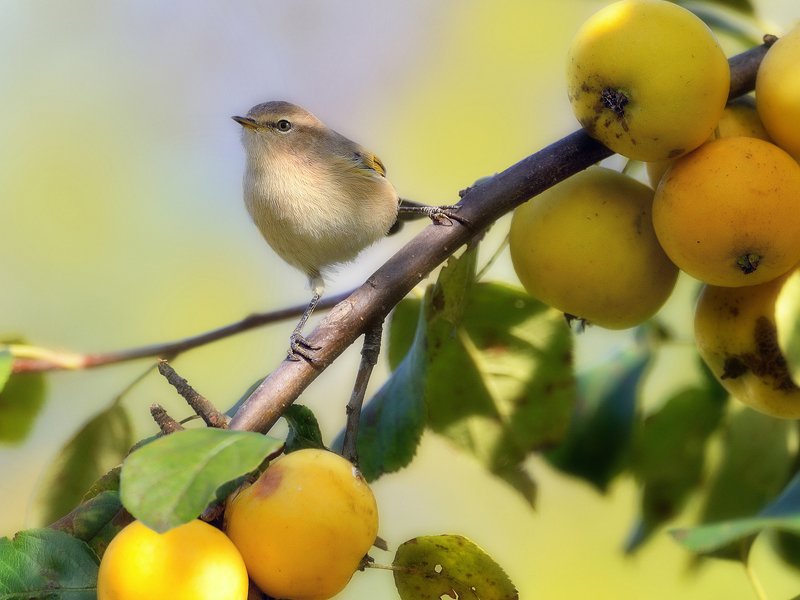 природа, фотоохота,  птицы, животные, осень Птицы нашего сада 2photo preview