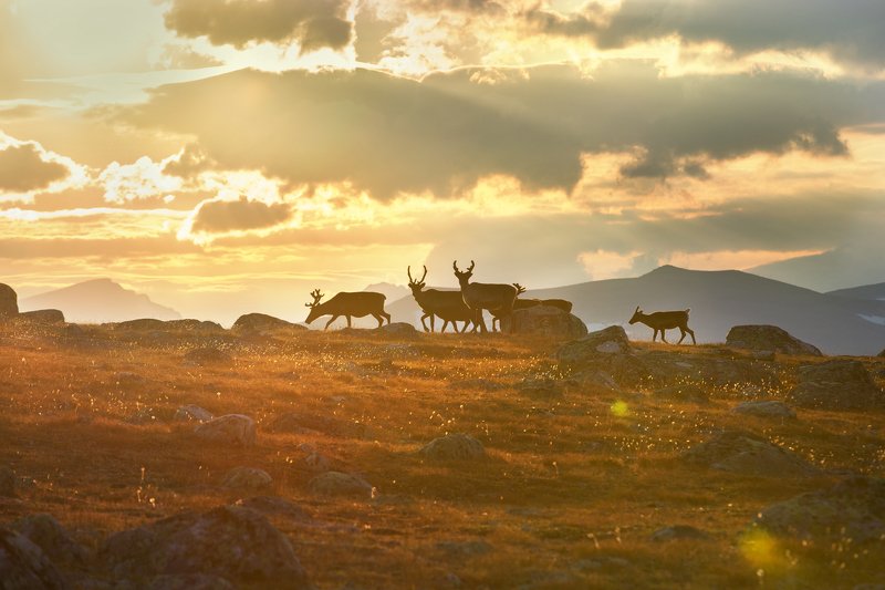 сарек, sarek, lapland, laponia, северныйолень  Sarekphoto preview
