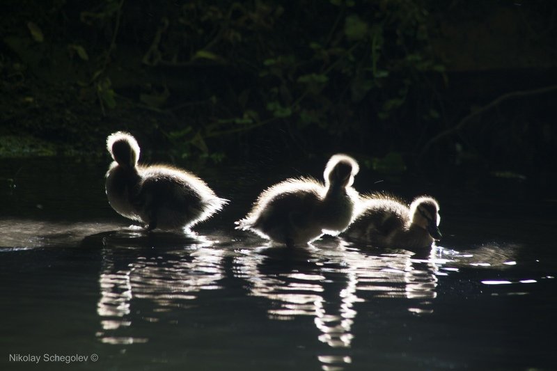 утята, утки, пушок, птицы Утятаphoto preview