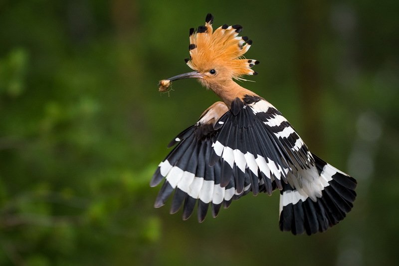 Порхать как бабочка, жалить как пчела.photo preview